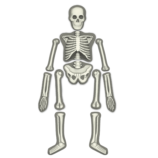 Набор 4M Юный врач. Скелет человека (00-03375)